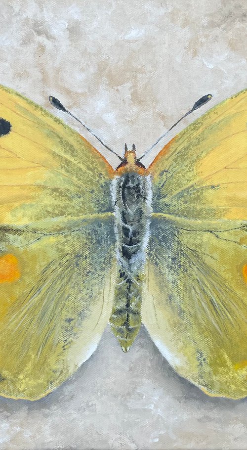 Clouded Yellow by Shayne McGirr