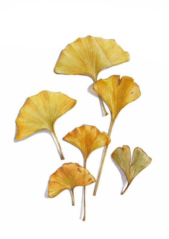 Ginkgo leaves. Watercolor on paper.