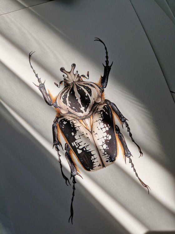 Goliathus regius, the Royal Goliath beetle, male