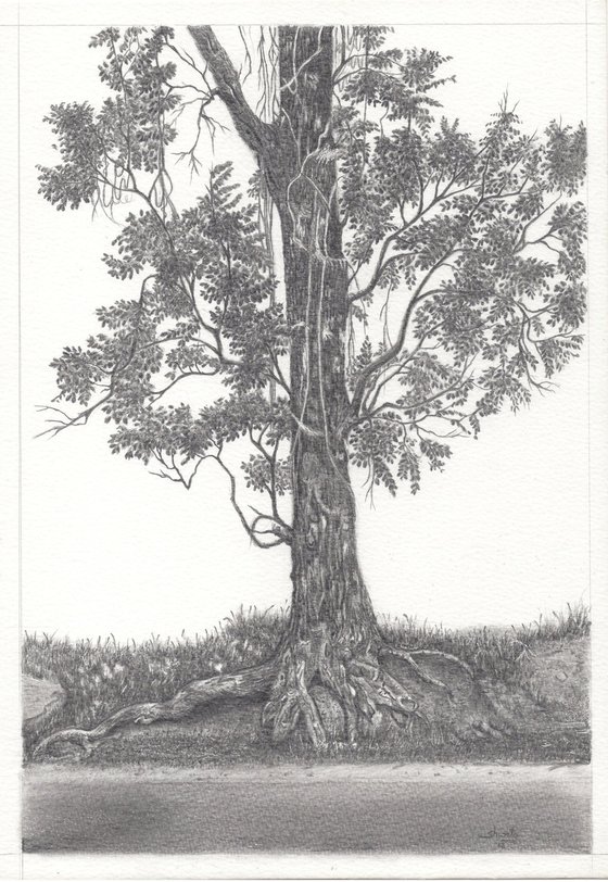 India Mahogany Tree
