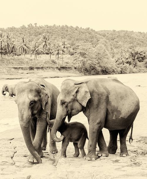 RIVER ELEPHANTS 4. by Andrew Lever