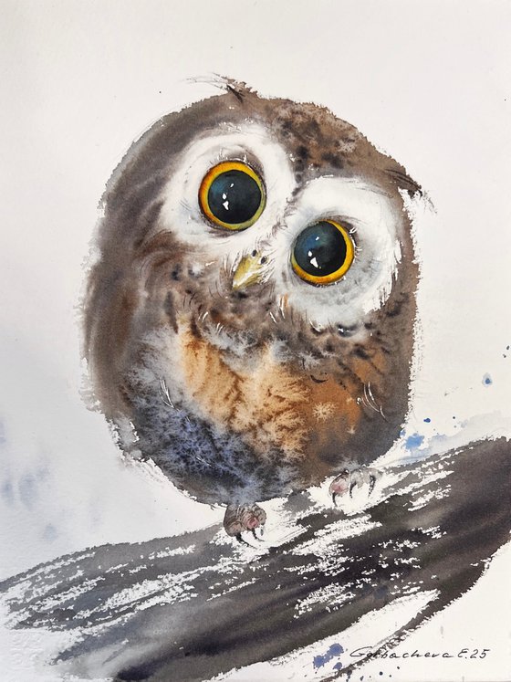Curious Little Owlet