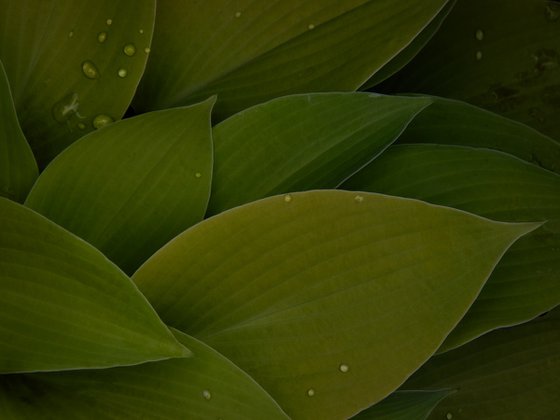 Green Tapestry