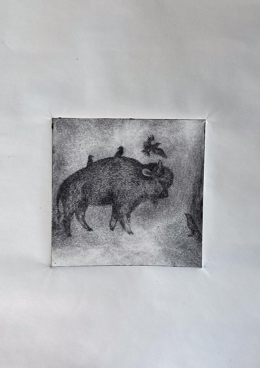 Animal Etchings & Engravings By Victoria Lucy Williams, 4 X 4", Buffalo And Starlings, Original Artwork