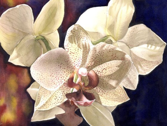 Orchid at night
