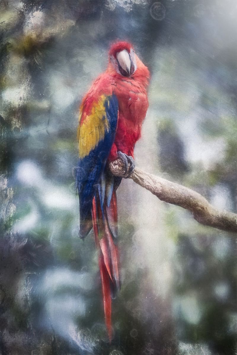 Impressionistic Animal Photograph By Paul Nash, 16 X 24", Macaw On Its Perch, Original Artwork