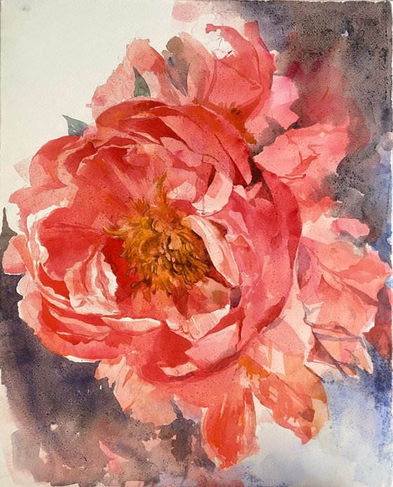 Peonies #1