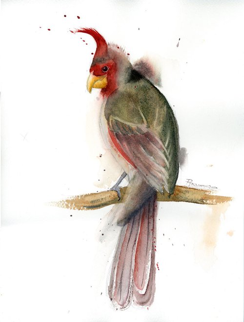 Cardinal Original Watercolor by Olga Shefranov (Tchefranov)