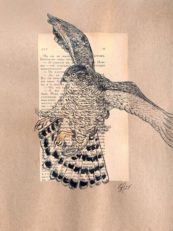 Hawk