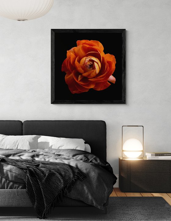 Orange Ranunculus