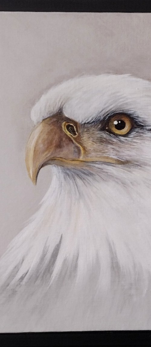 Bald Eagle by Sara Westaway