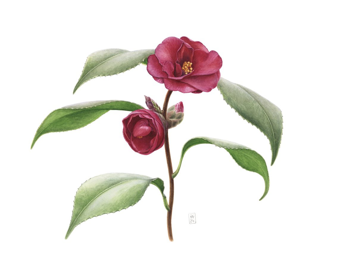 Photorealistic Botanical Watercolour By Yuliia Moiseieva, 15 X 11", Red Camellia, Original Artwork