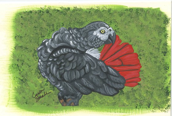 Original Miniature Painting African Grey Parrot Bird Pet Art-Carla Smale