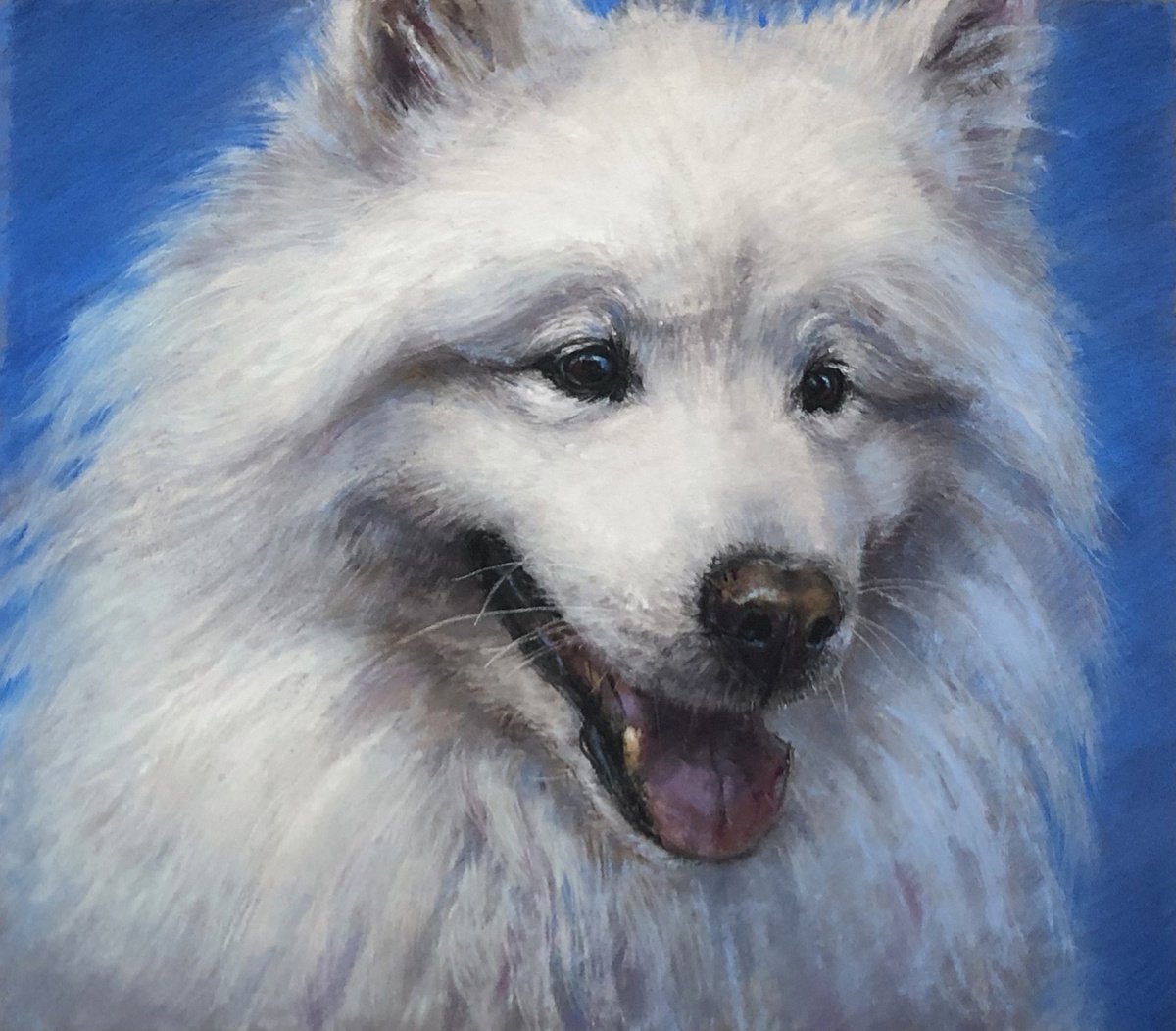 Samoyed Dog Portrait by Natalie Ayas