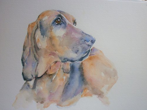 Bloodhound by Sue  Green