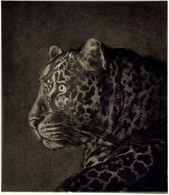 African Leopard etching