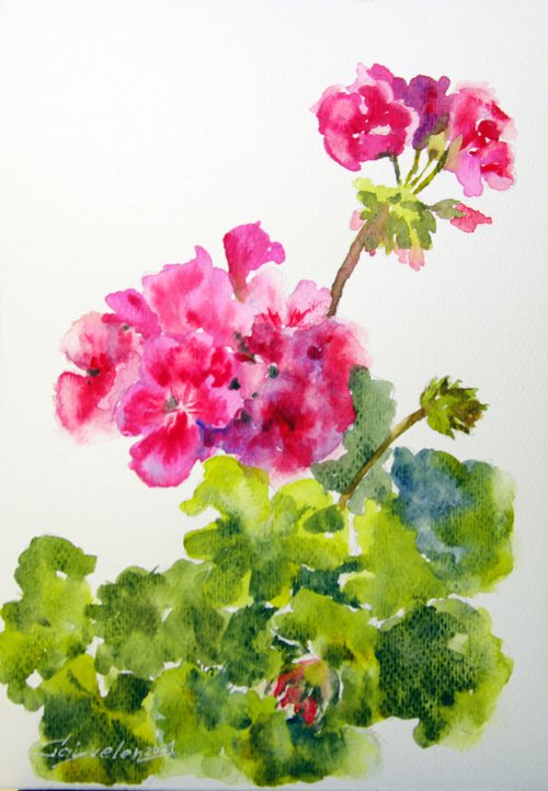 Blooming pelargonium sketch by Elena Gaivoronskaia