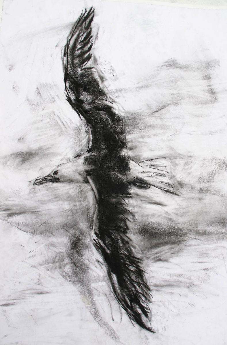 Expressive Animal Charcoal Drawing By John Sharp, 16 X 23, Black Backed Gull1, Original Artwork