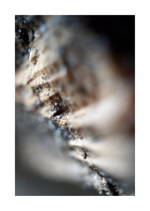 Macro Abstract Nature Photography 245 by Richard Vloemans