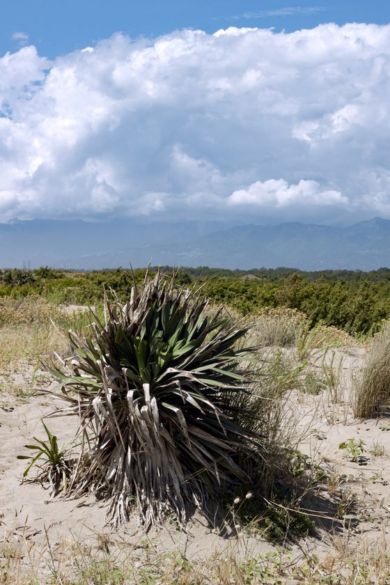 Dune nature no.18