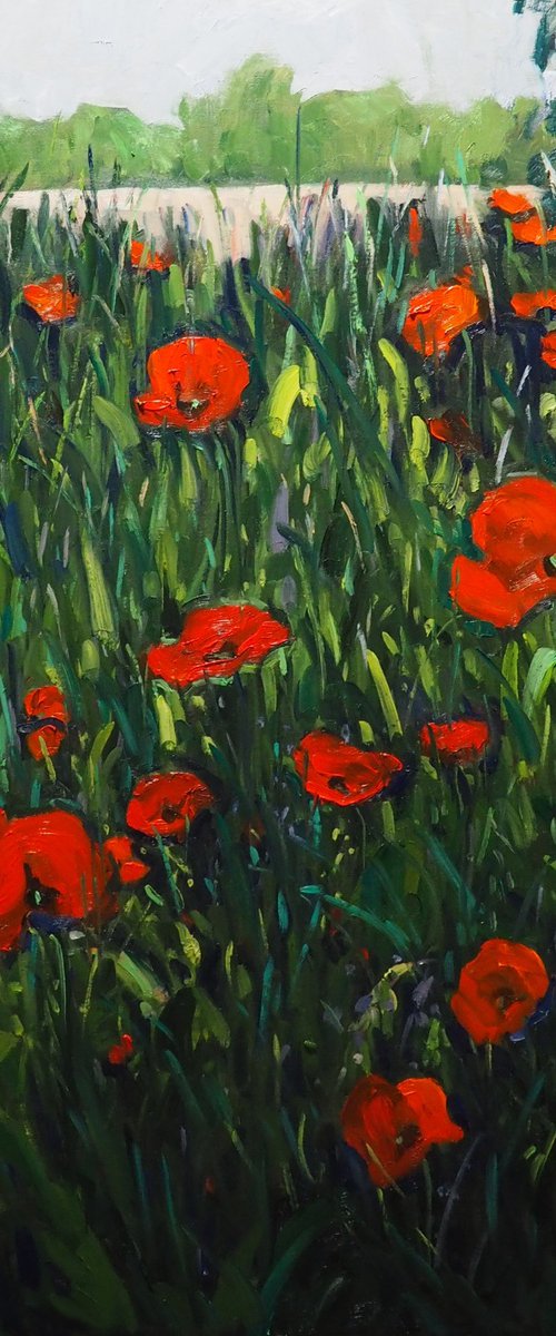 Poppy flowers by Yuanyuan Liu