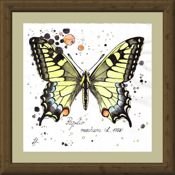 Papilio machaon - Swallowtail Butterfly