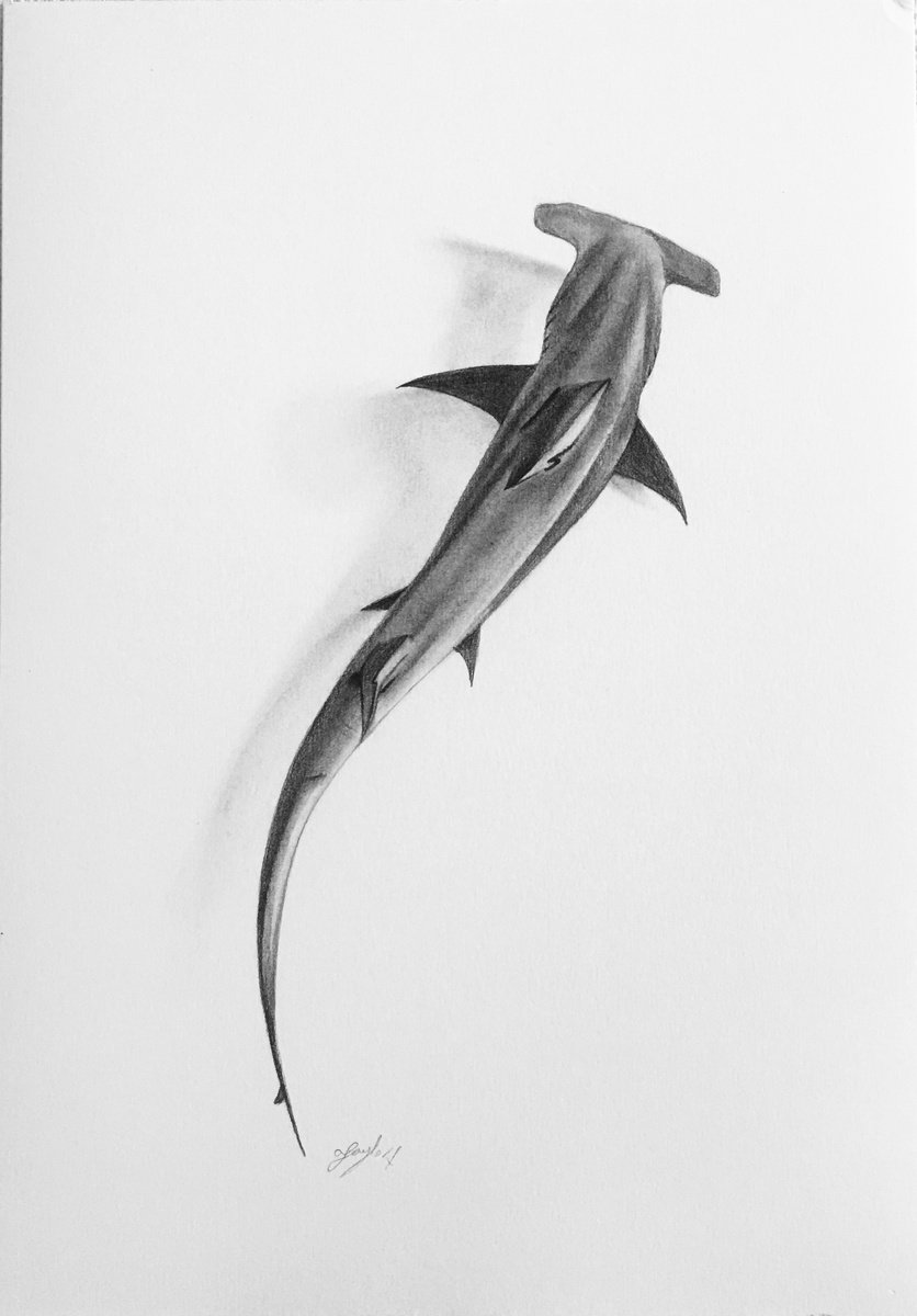 Hammerhead shark 2 by Amelia Taylor