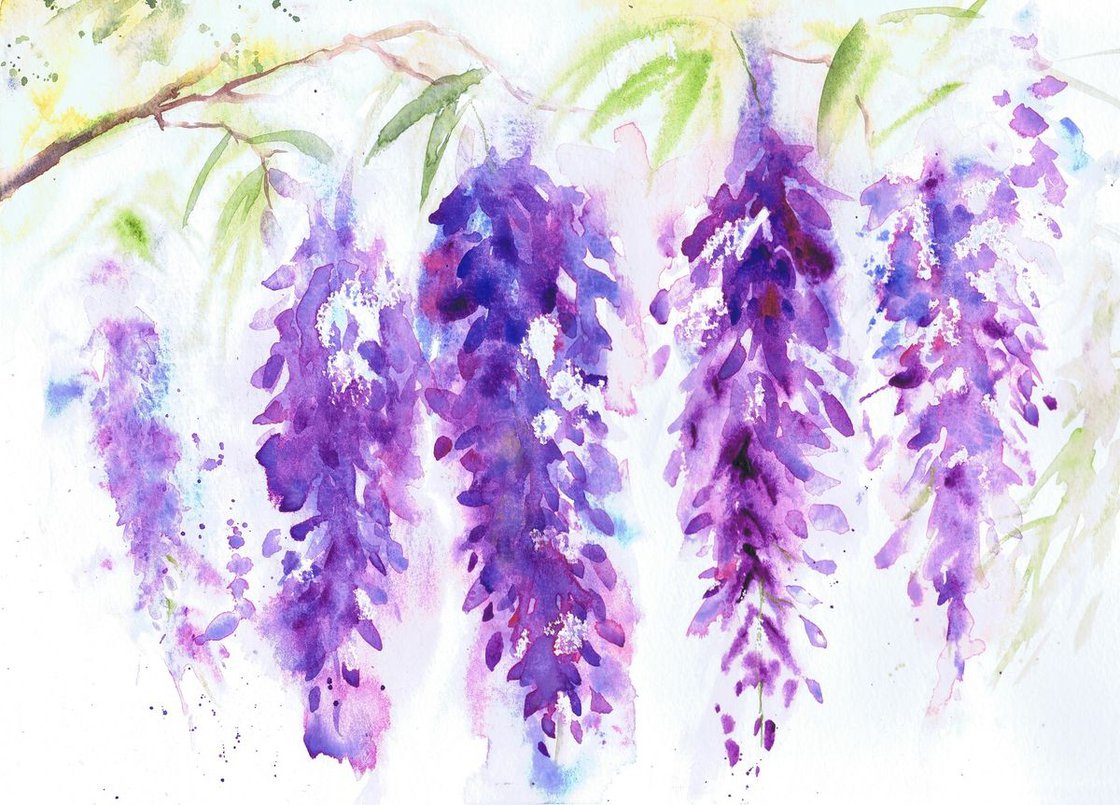 wisteria watercolor paintings