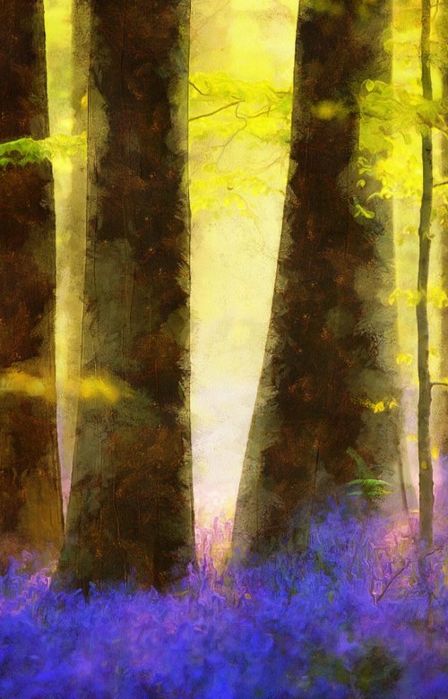 Bluebells 5 by Alistair Wells
