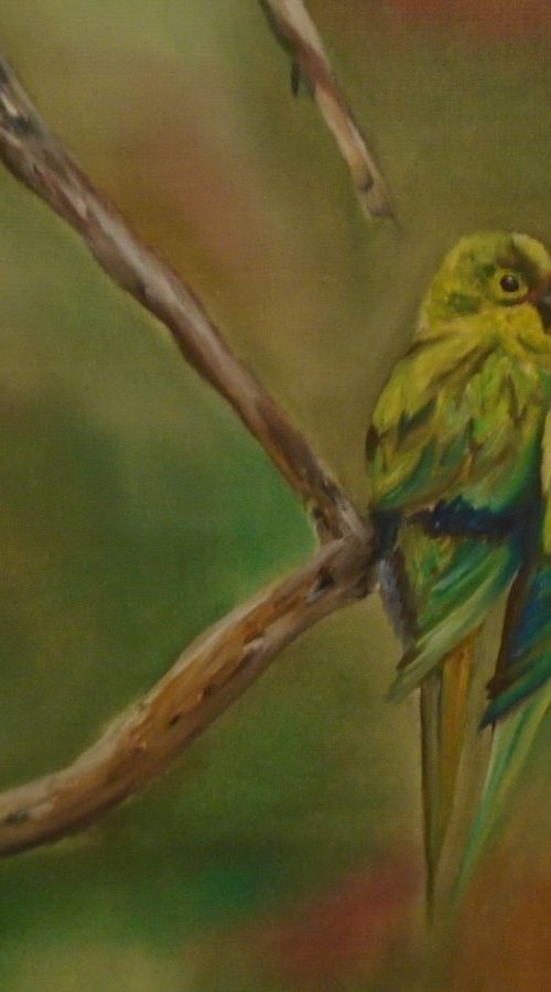 Two little parrots by Timea  Valsami