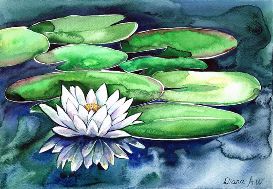 White Waterlily