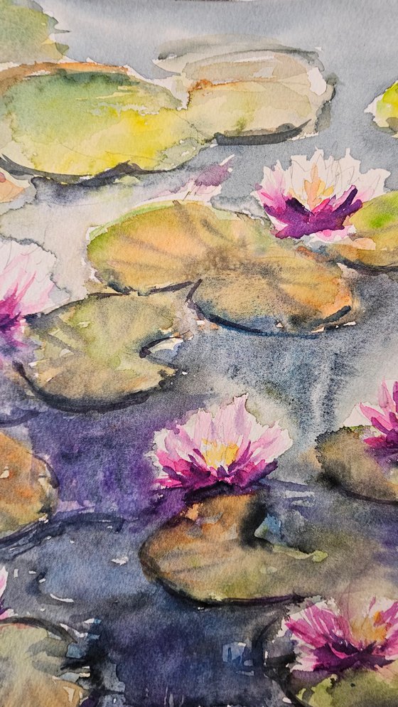 Water lilly pond