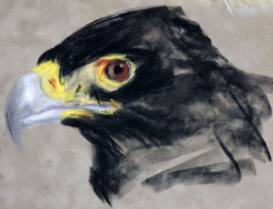 Verreaux's eagle (Black Eagle)