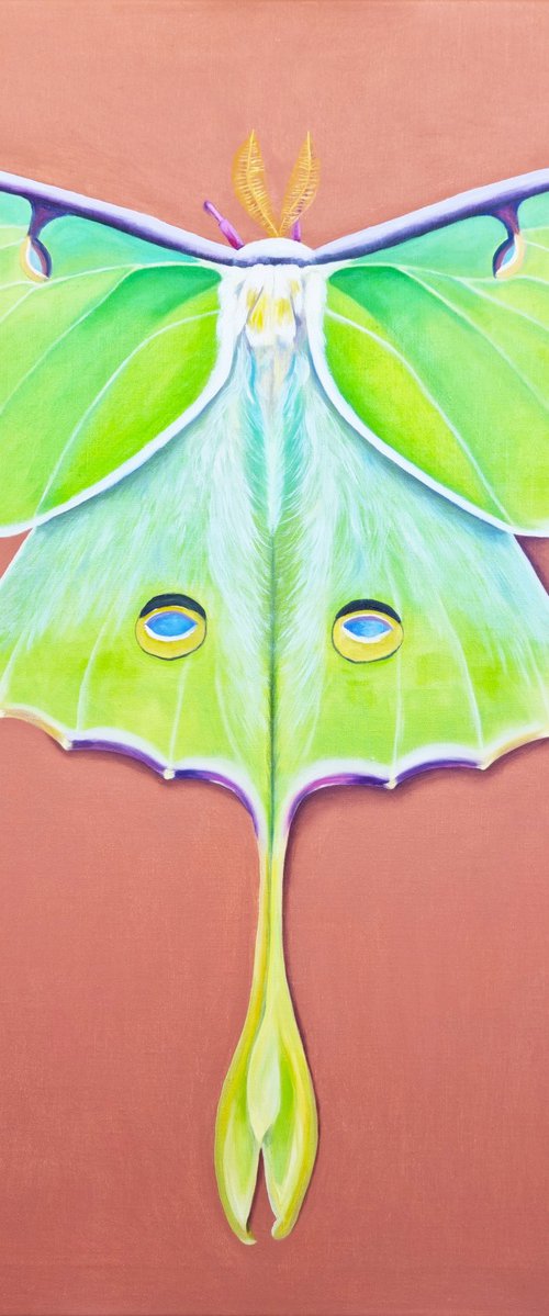 Luna Moth by Zulfiya Mukhamadeyeva