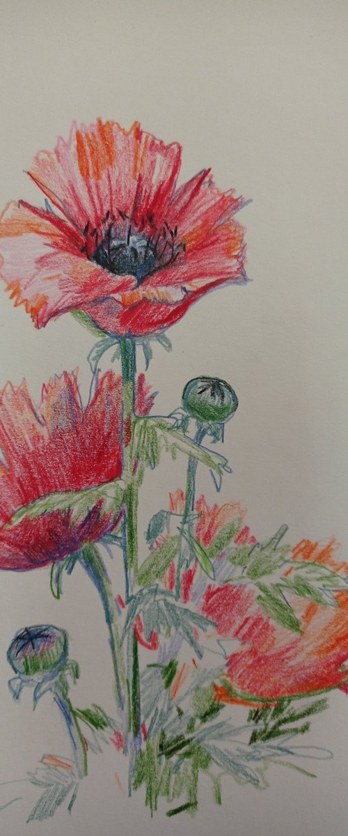 my favorite poppies by Elena Sanina