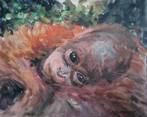 Baby Orangutan 02