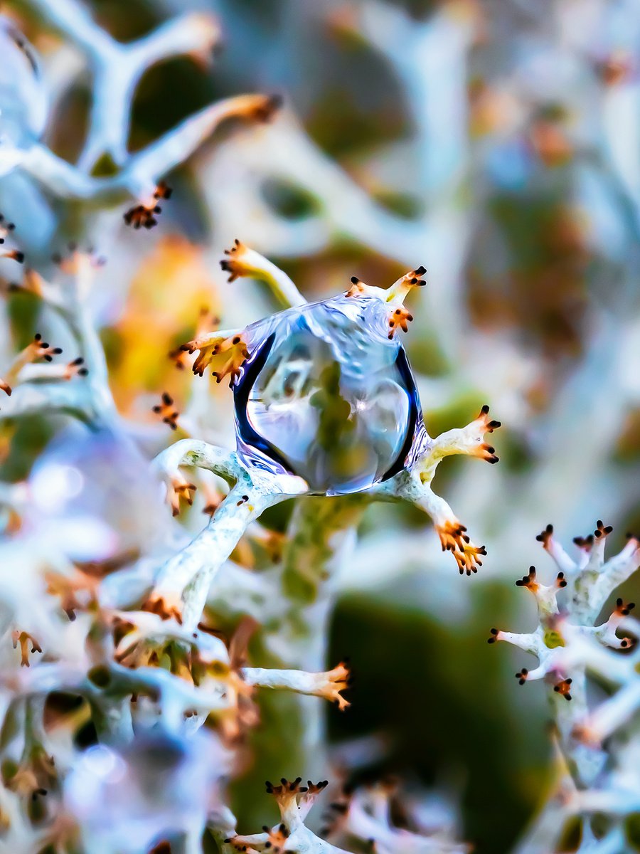Alien - macro photography of drop on lichens. Limited edition giclee, blue and pink. by Inna Etuvgi