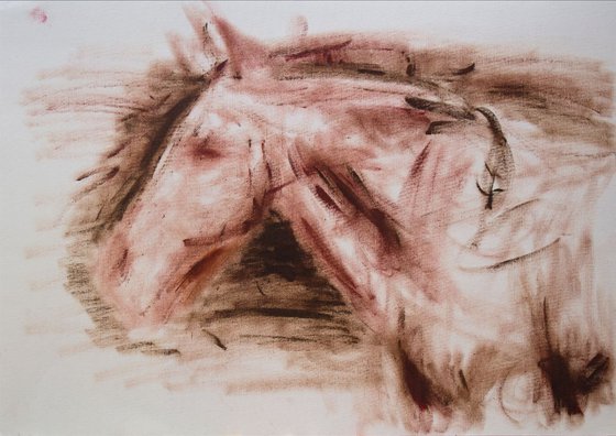 Horse Sketch Study