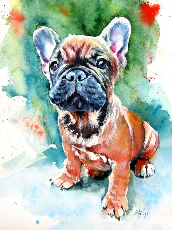 French bulldog puppy