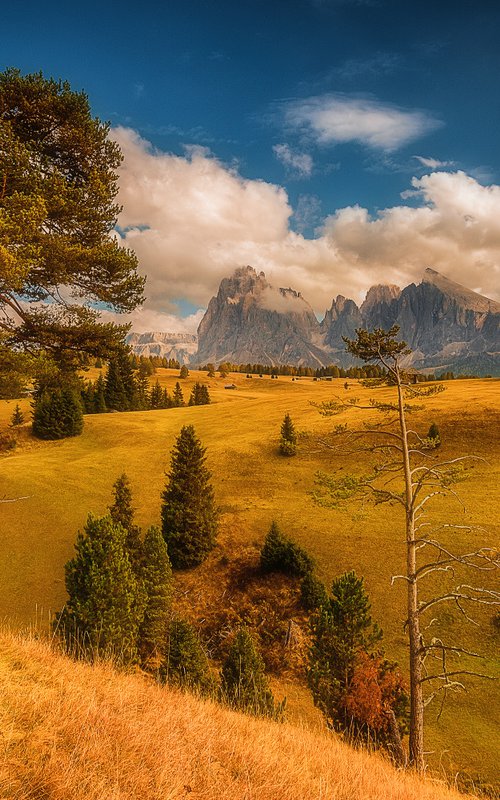 On a mountain meadow 1. by Kucera Martin