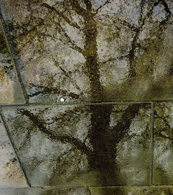 PUDDLE TREE (Limited edition  1/150) 8"X12"