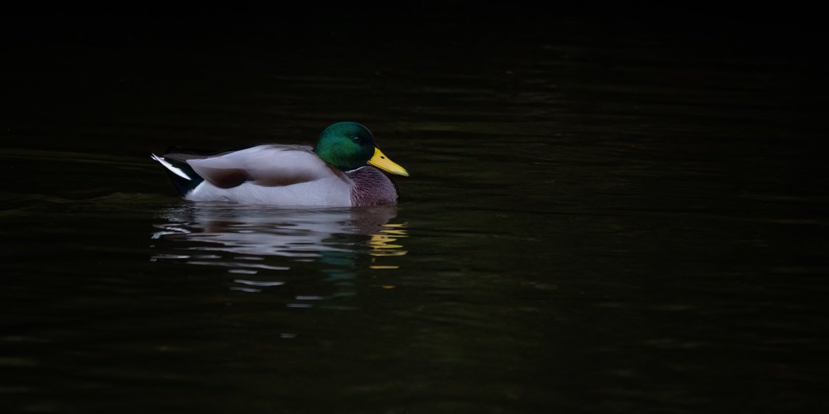 Animal Photograph By Paul Nash, 24 X 12", Mallard Duck, Original Artwork