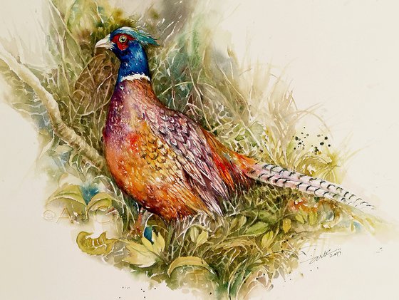 Pheasant Phillip