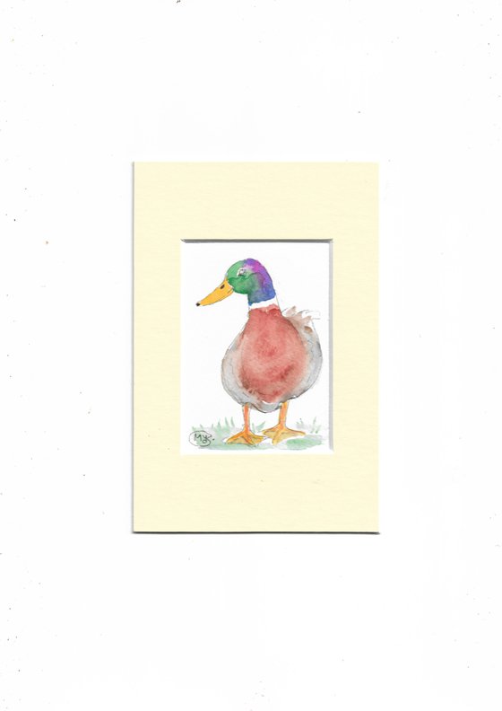 Mallard Duck