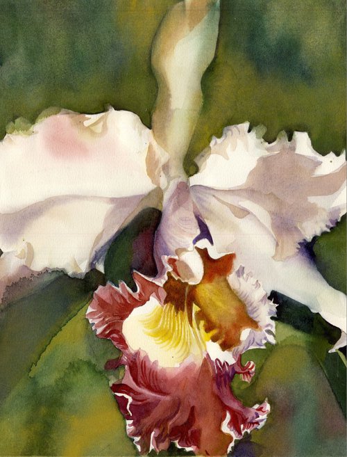 Cattleya orchid with green by Alfred  Ng