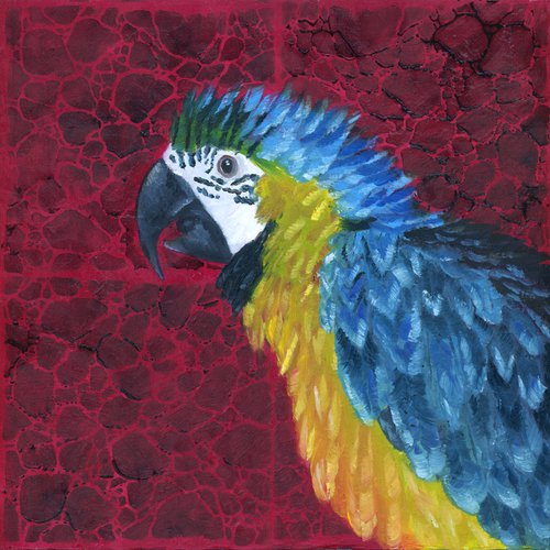 Macaw by Rebeca Fuchs