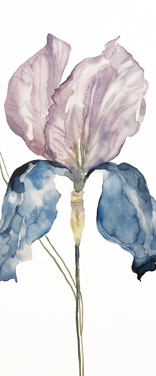 Iris No. 164 by Elizabeth Becker