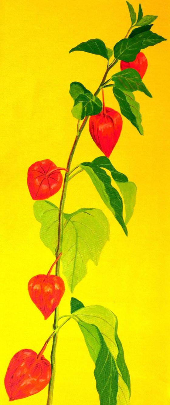 Chinese Lanterns (Physalis)