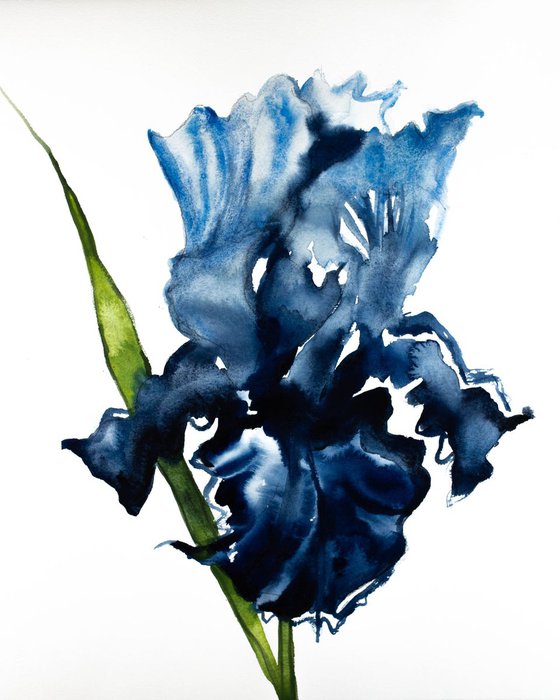 Iris No. 74