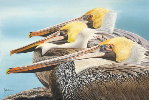 The Gathering - Brown Pelicans by Leslie McDonald, Jr.